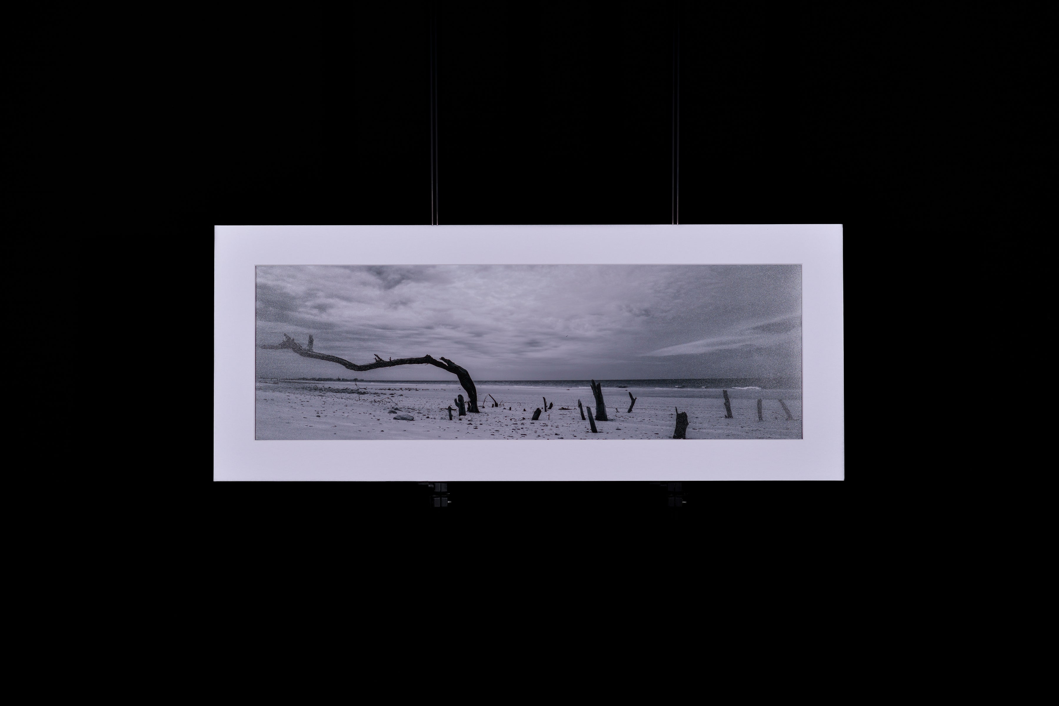 Fine Art Photograph, Anyway the Wind Blows, 8"x24" print, 11"x27" Matboard